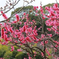 熱海梅園