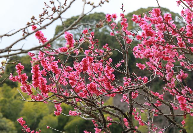 満開に近い紅梅です