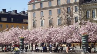 王宮前広場の八重桜は豪華絢爛