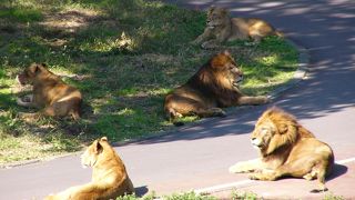 ライオンバスは是非乗りたい！！