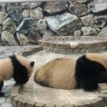 おかーさんの真似しよっと♪