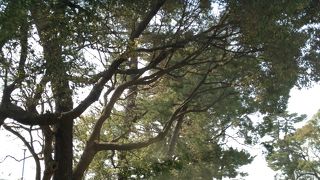 小田原近くの酒匂にも松並木