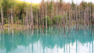 立派な観光スポットに成長しました