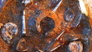 研磨風景も見学できる化石屋さん