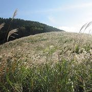 10月はススキが見ごろ