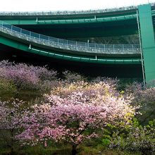 ループ橋と河津桜。