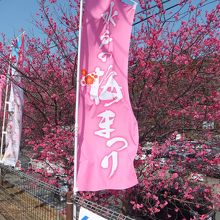 ホームの脇の梅