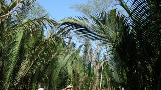 水上のヤシの森