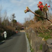 三椏咲く参道(3月)