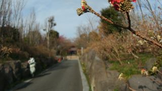 お花のお寺・河童のお寺、庭園石像見応えあります