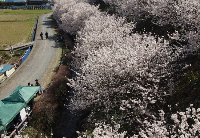南足柄市/早咲きの春めき桜が満開です 【一の堰ハラネ春めき桜まつり】