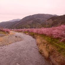河津側沿いに咲く桜と菜の花