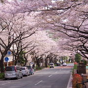 道いっぱいに咲く桜が見事！