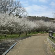 花の絶えない公園