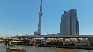 東京スカイツリーをバックに桜を楽しめる墨田公園