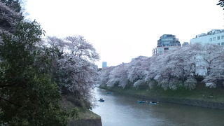 東京一のさくら