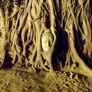 木の根に包まれた仏像の頭部か悲しい歴史を物語る