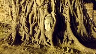 木の根に包まれた仏像の頭部か悲しい歴史を物語る