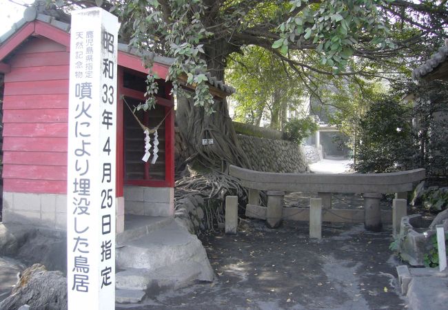 黒神埋没鳥居 クチコミ アクセス 営業時間 桜島 古里温泉 フォートラベル 黒神埋没鳥居 クチコミ アクセス 営業時間 桜島 古里温泉 フォートラベル