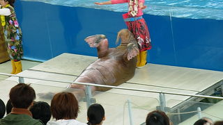 海の動物たちのショーが最高でした。