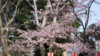 一週間は早過ぎた桜見物だった