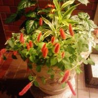 玄関前に綺麗な花が置かれ、迎えてくれます