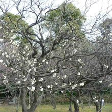 意賀美神社（おかみじんじゃ）の梅林