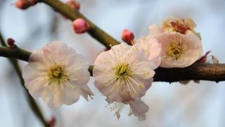いろんな梅の花が楽しめる♪梅花展覧会開催中★