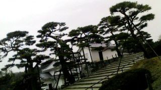 広い城内には松の木がたくさんあります。