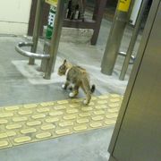 猫をよく見かける駅です