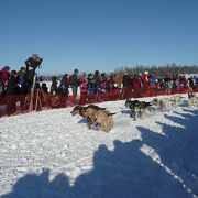 アラスカといえば犬ぞりレース