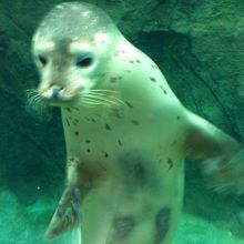 観光客慣れしてんのね・・・