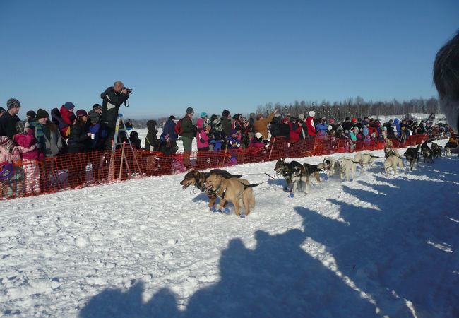 アラスカといえば犬ぞりレース