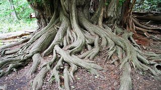 エゾリス　シマリスに会えます