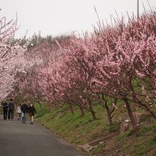 あんずのアーチ