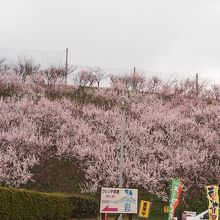 まだ間に合うかも‥