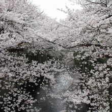 薄紅色のソメイヨシノを引き立たせる深碧色の川の流れ♪