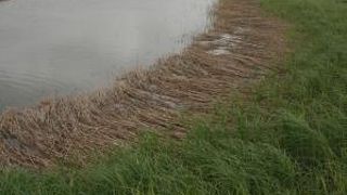 肌寒い原生花園でした