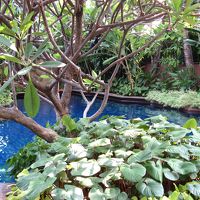 繁華街の喧騒から遊離されたサイズは小さいが緑溢れるプール