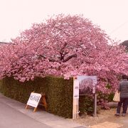 一番形が立派な桜だと思います