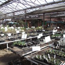 ガラスハウス内売場