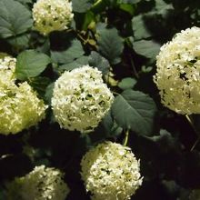 アナベルという、アメリカから来たアジサイ