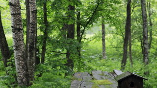 様々な緑と敷地内を流れる小川　広大な大地と空を楽しむ所