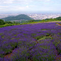ラベンダー園で有名だったのですが・・・
