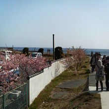 海をバックに河津桜を撮影できます
