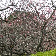 部分的に咲いていましたが、三分〜四分咲きでした