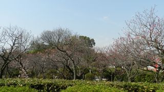 『随心院』　他の梅の名所よりも咲くのが遅いかも