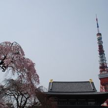 桜の名所でもあります。