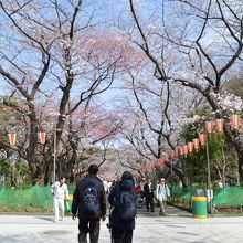 こちらは、両サイドの植え込みにネット！ネット♪