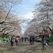 これから、満開になり、桜祭りとか。そうよね。今日はまだよね。